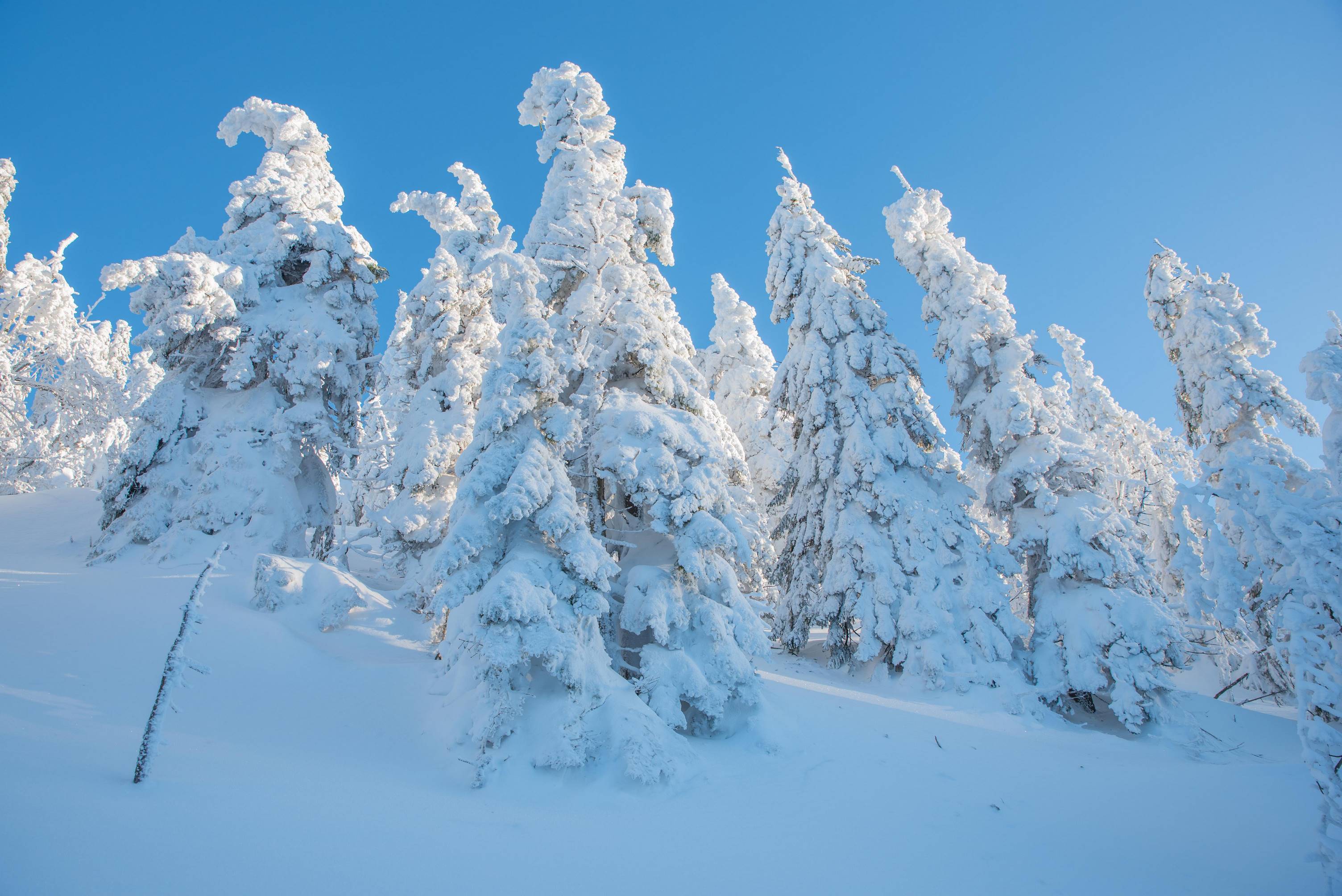 Pięknie ośnieżone drzewa mienią się w słońcu w trakcie wędrówki na Śnieżkę